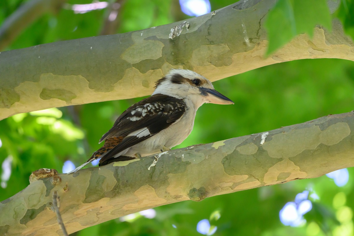 Laughing Kookaburra - ML647117178