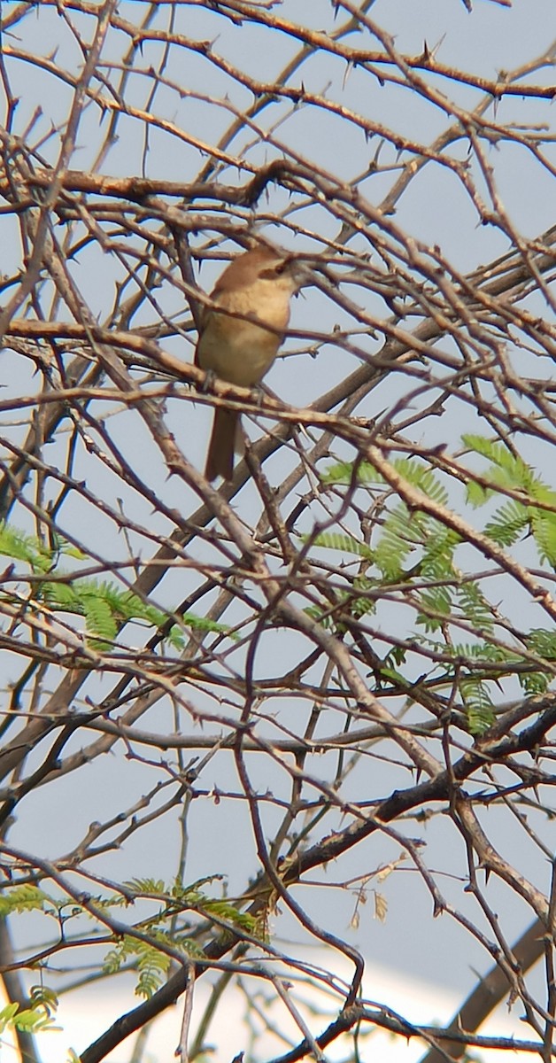 Brown Shrike - ML647117179