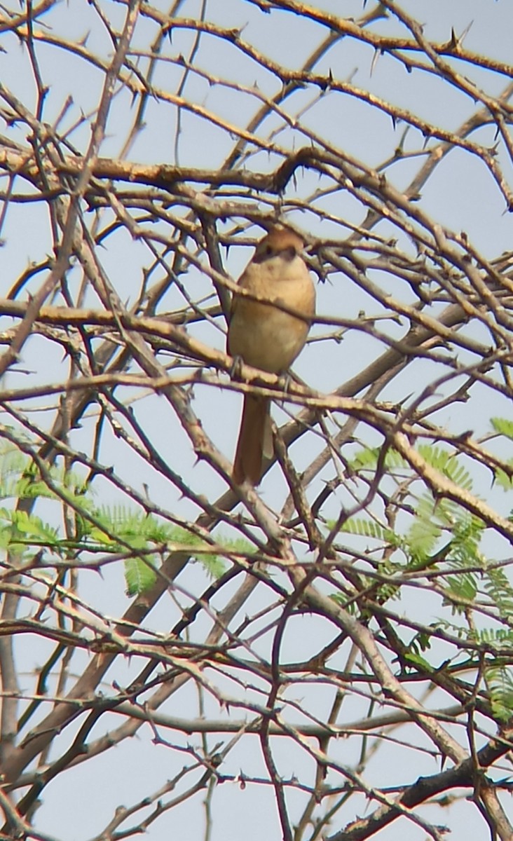 Brown Shrike - ML647117180