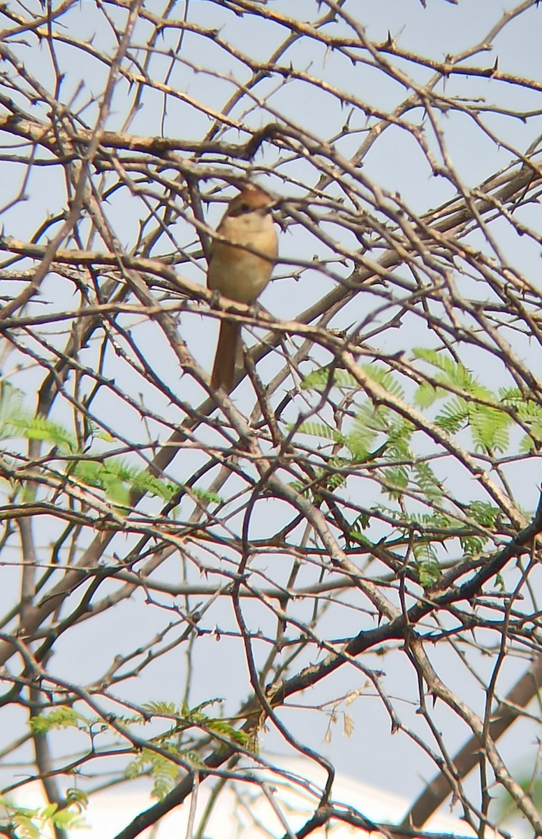 Brown Shrike - ML647117181