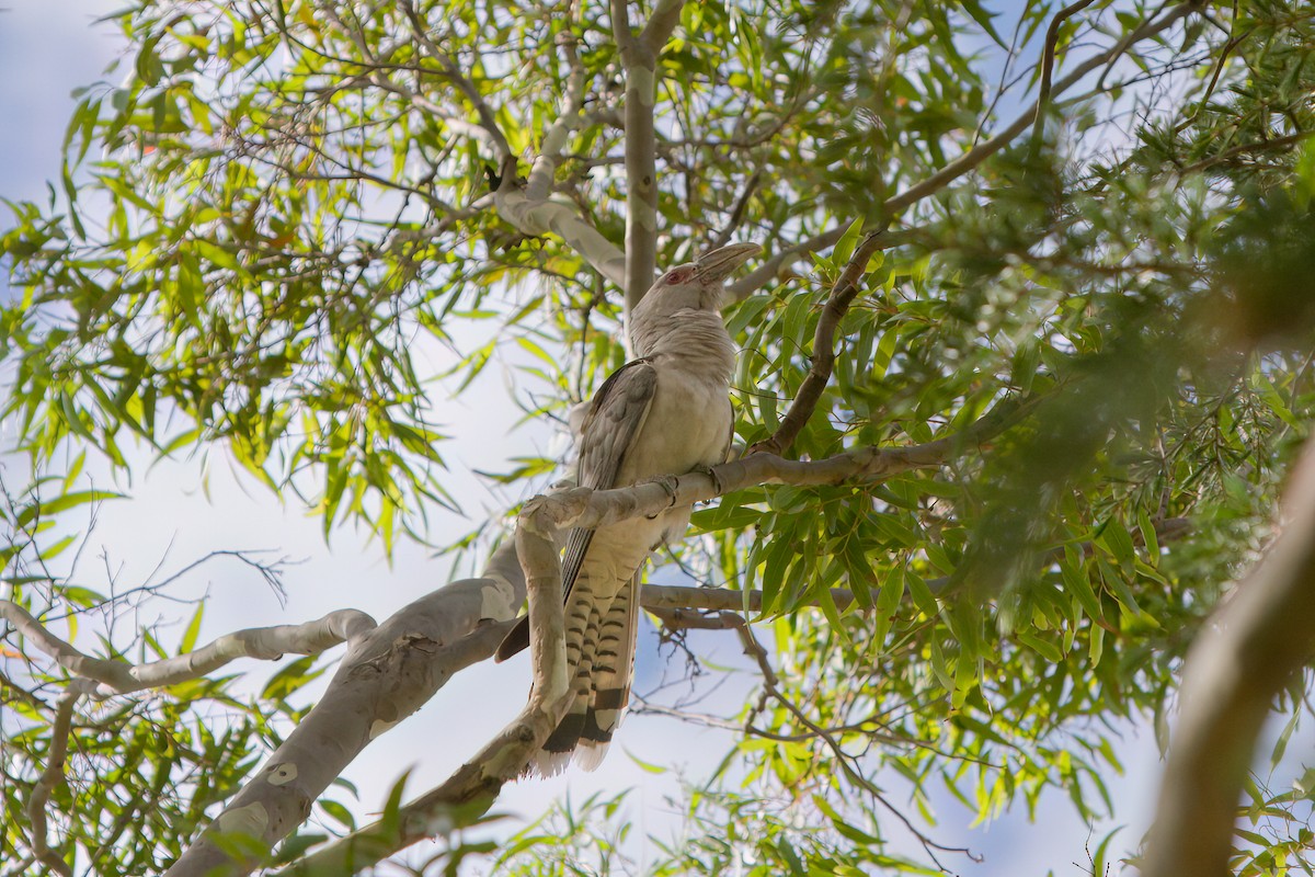 Channel-billed Cuckoo - ML647117182