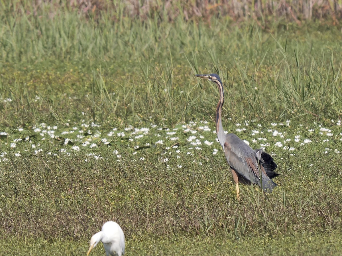 Purple Heron - ML647117183