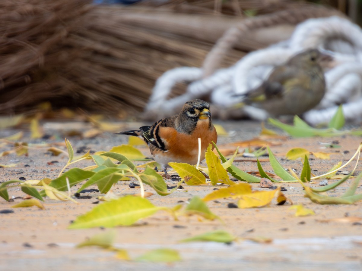 Brambling - ML647117184