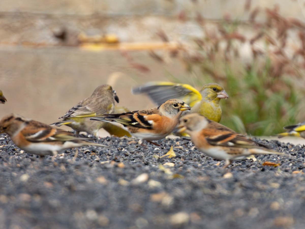 Brambling - ML647117185