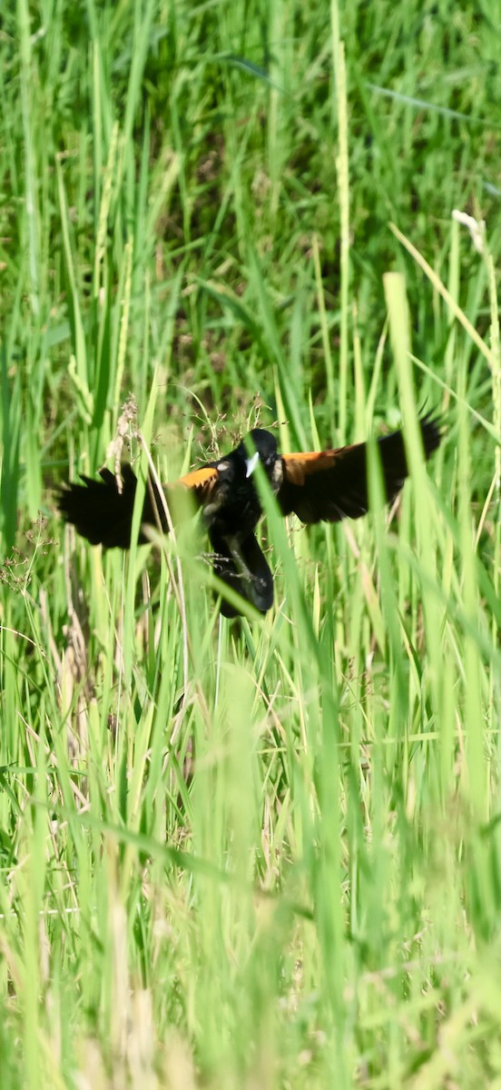 Fan-tailed Widowbird - ML647117186