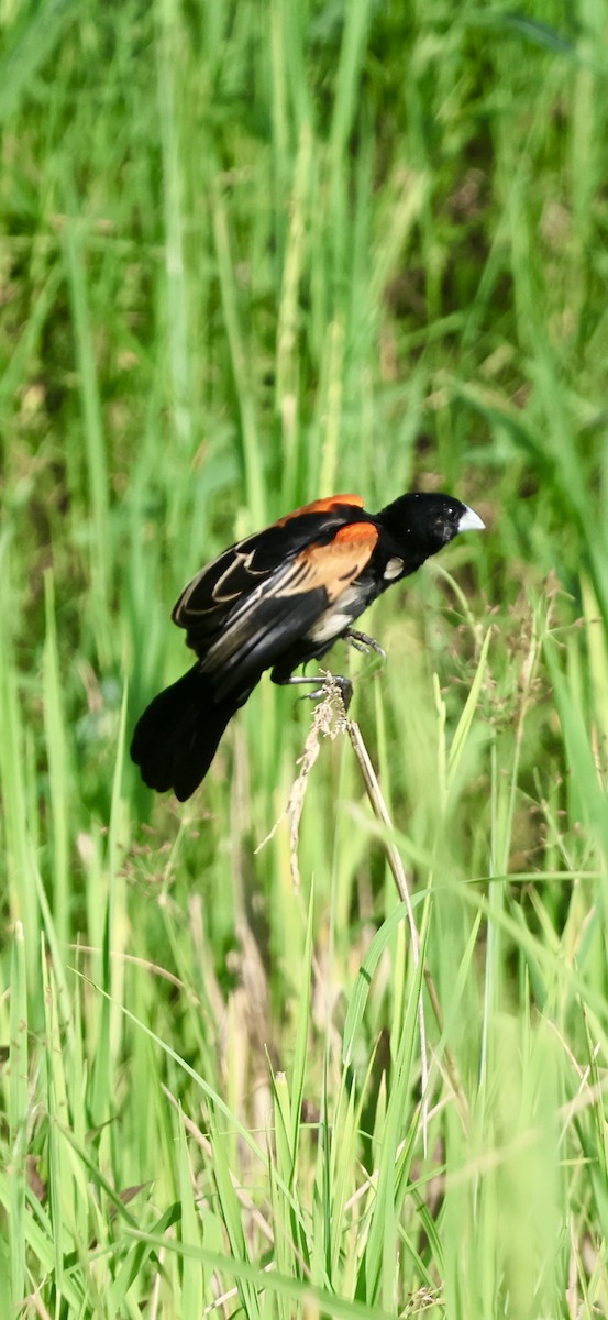 Fan-tailed Widowbird - ML647117187