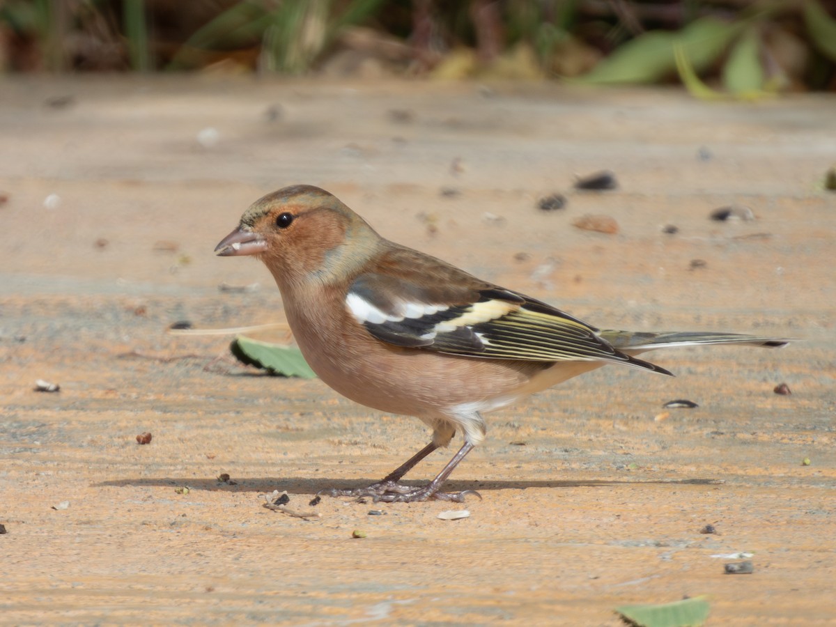Common Chaffinch - ML647117190
