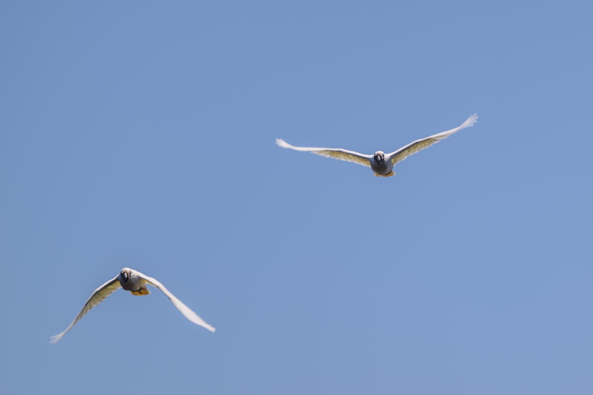 Little Corella - ML647117191