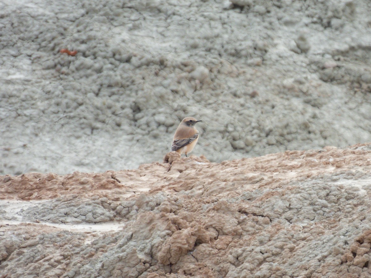 Desert Wheatear - ML647117192