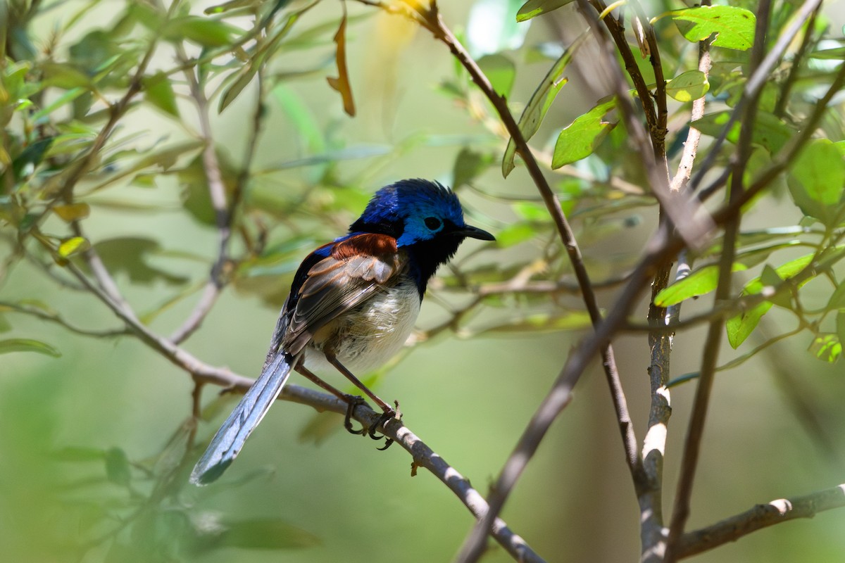 Purple-backed Fairywren - ML647117193