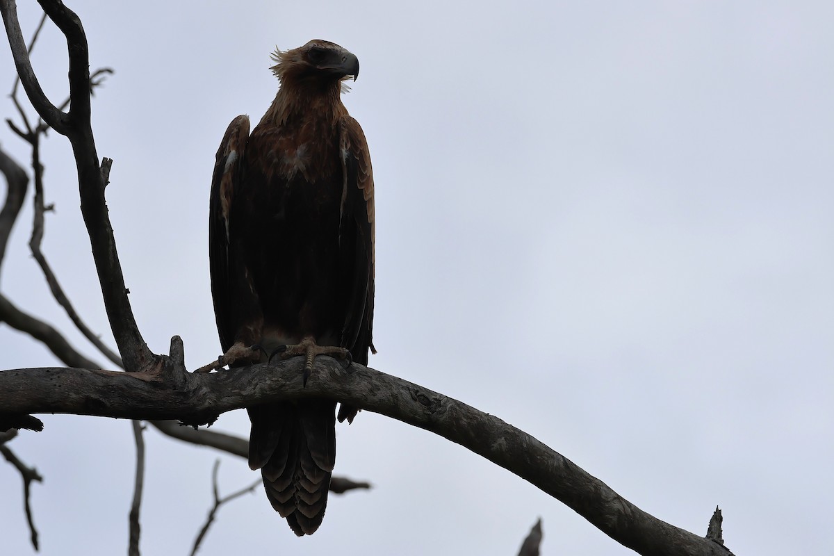 Wedge-tailed Eagle - ML647117195