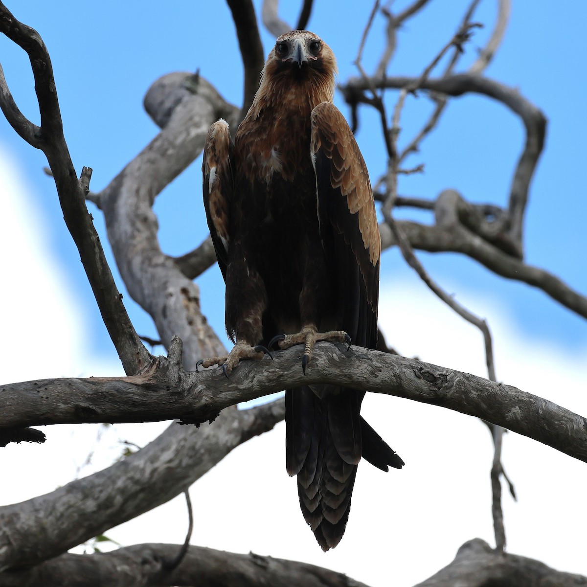 Wedge-tailed Eagle - ML647117198