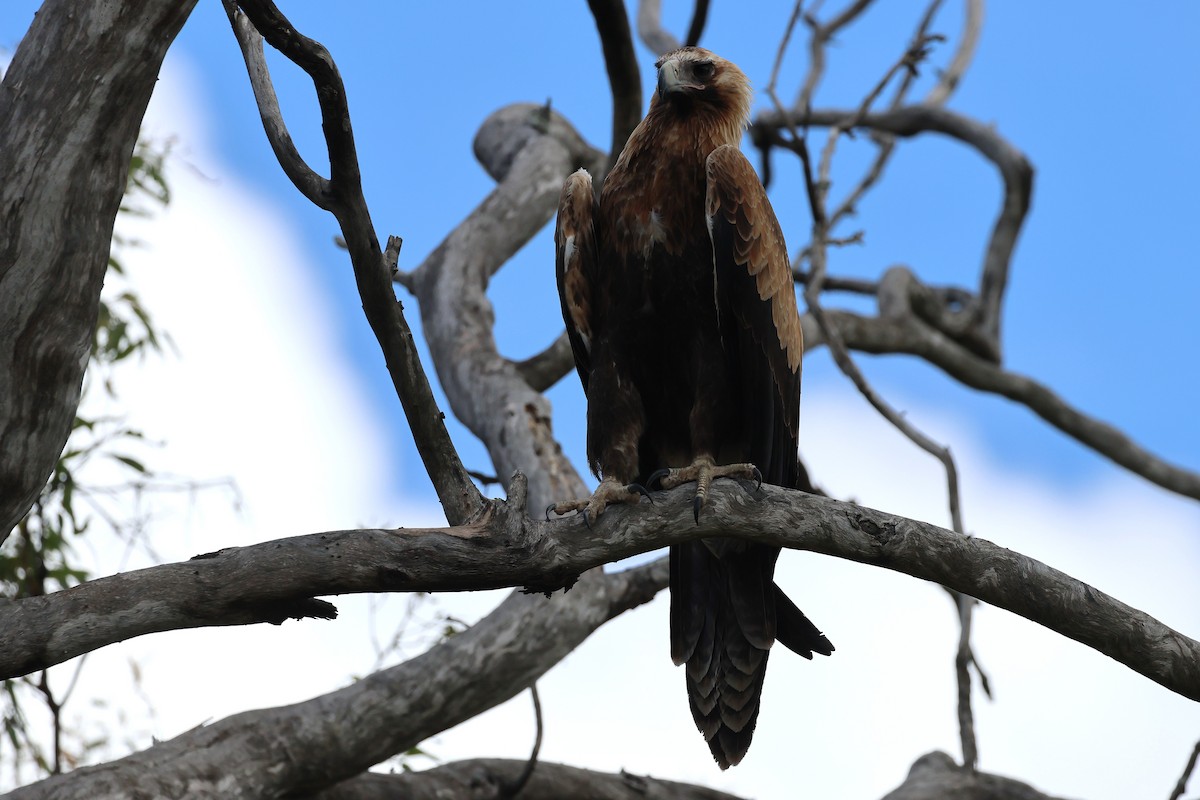 Wedge-tailed Eagle - ML647117199