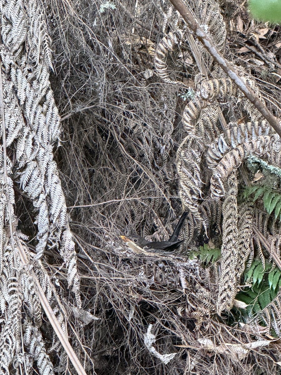 kos černý - ML647117202