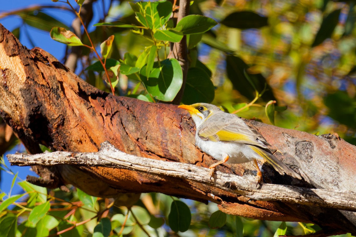 Yellow-throated Miner - ML647117203