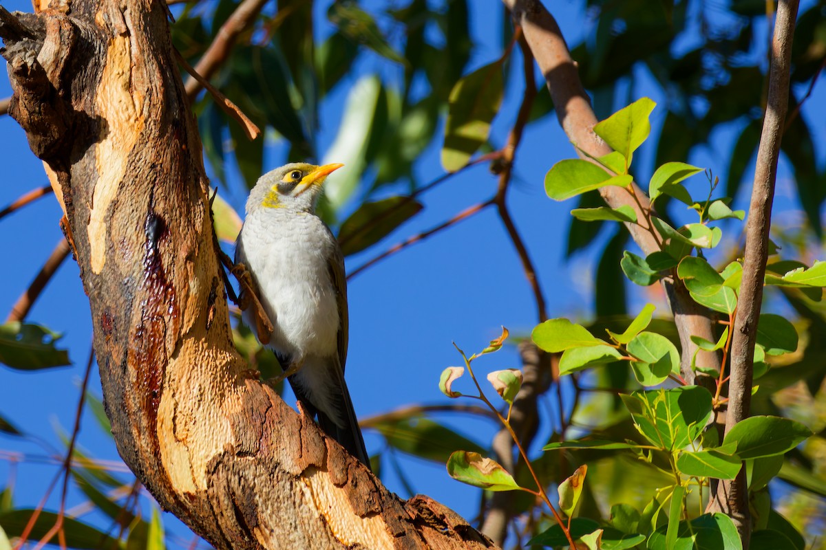 Yellow-throated Miner - ML647117204