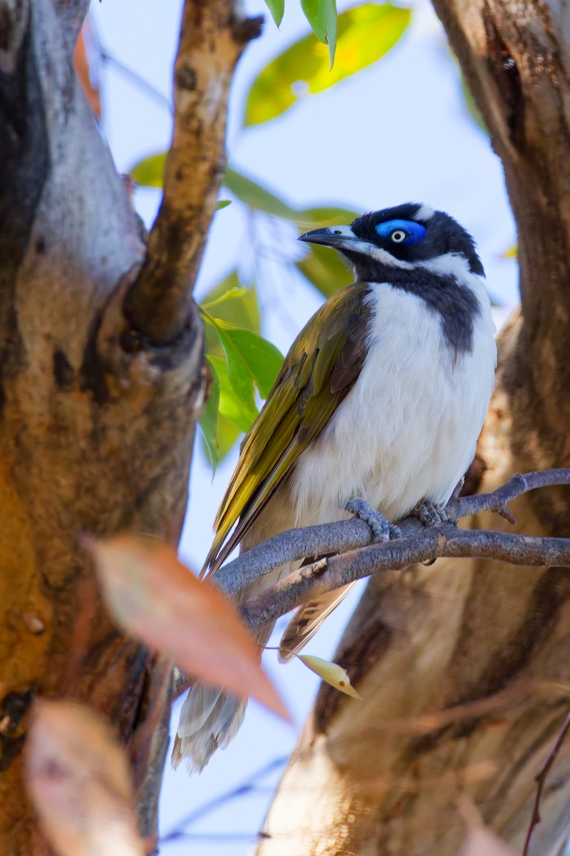 Blue-faced Honeyeater - ML647117205