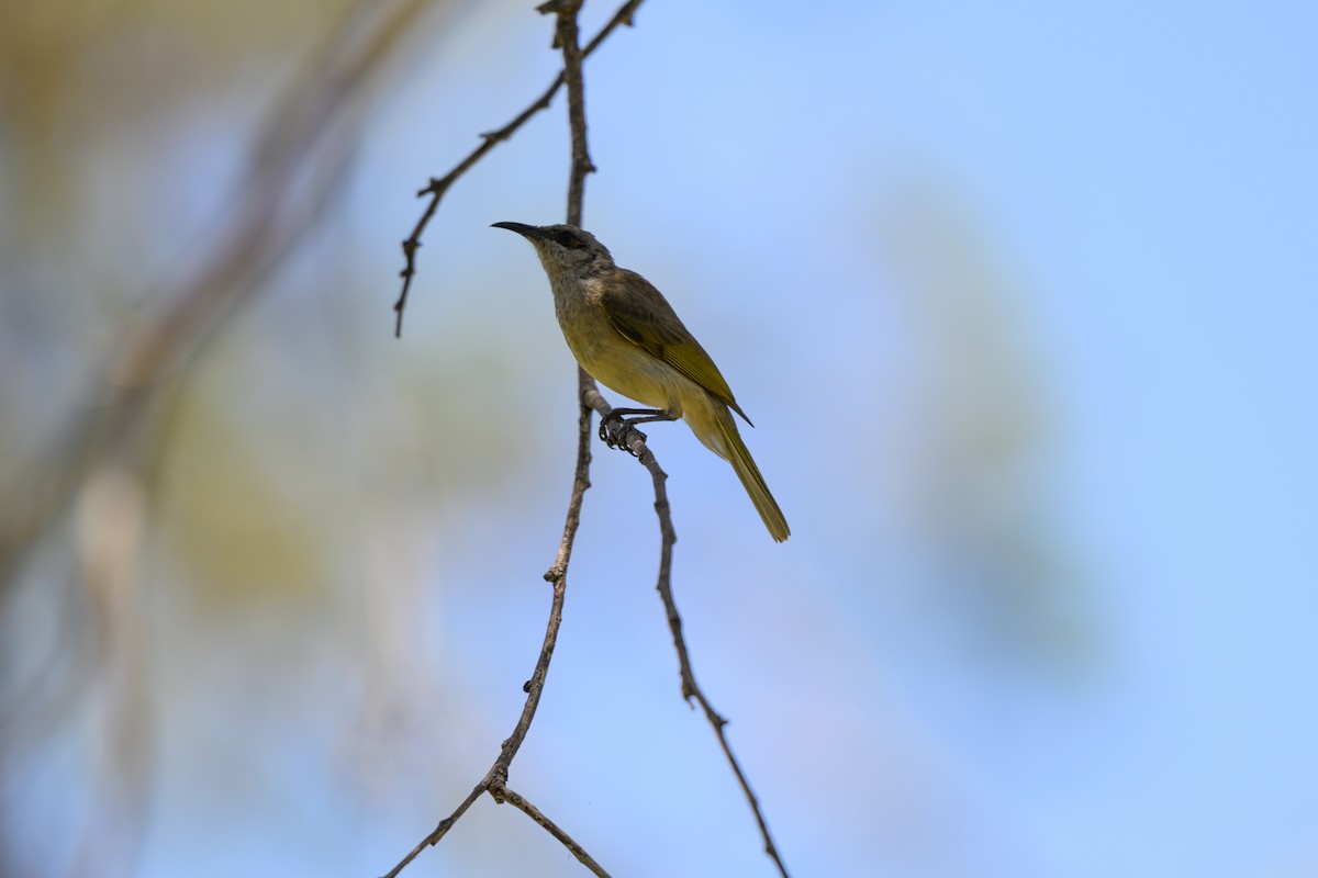 Brown Honeyeater - ML647117206