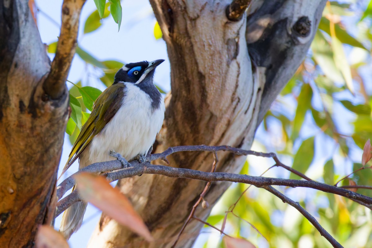 Blue-faced Honeyeater - ML647117207