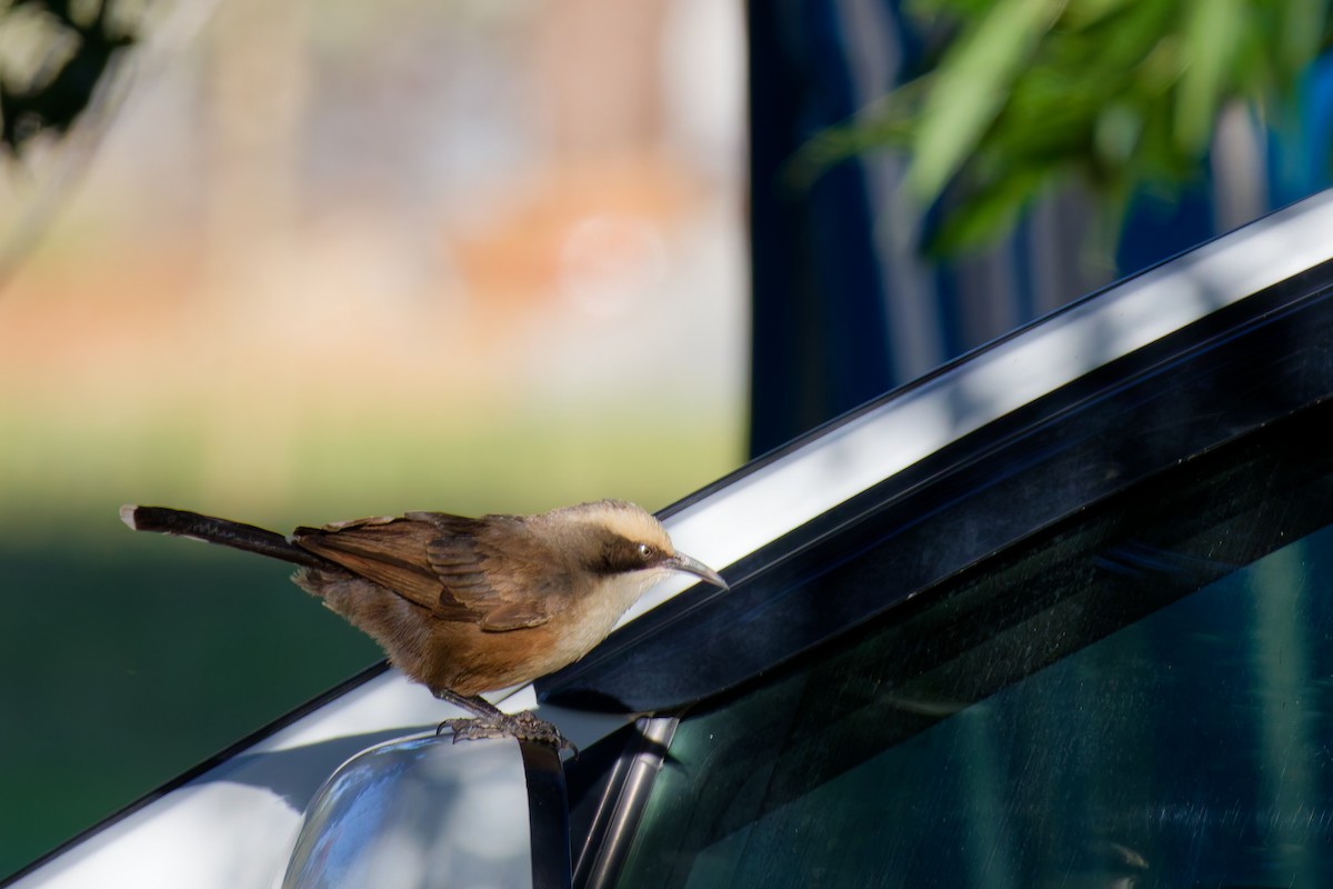 Gray-crowned Babbler - ML647117208
