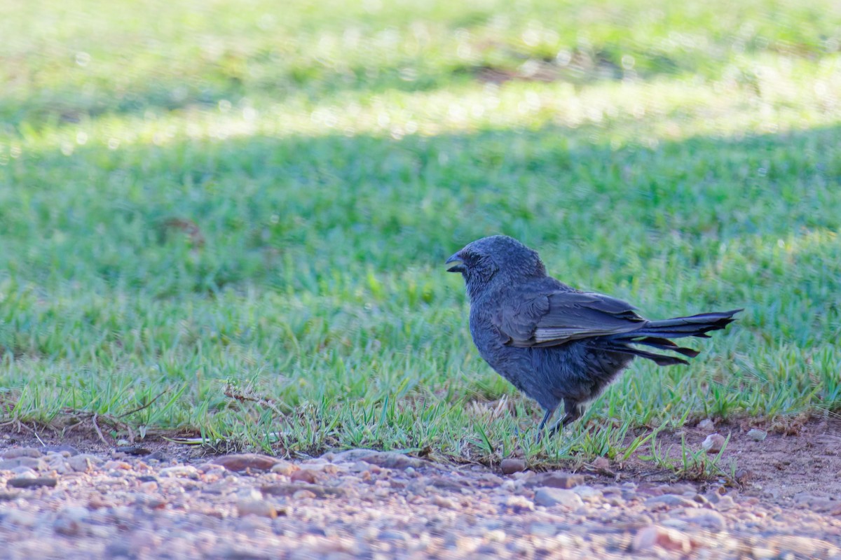 Apostlebird - ML647117210