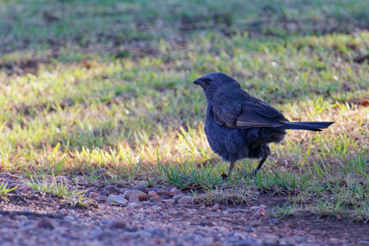 Apostlebird - ML647117211