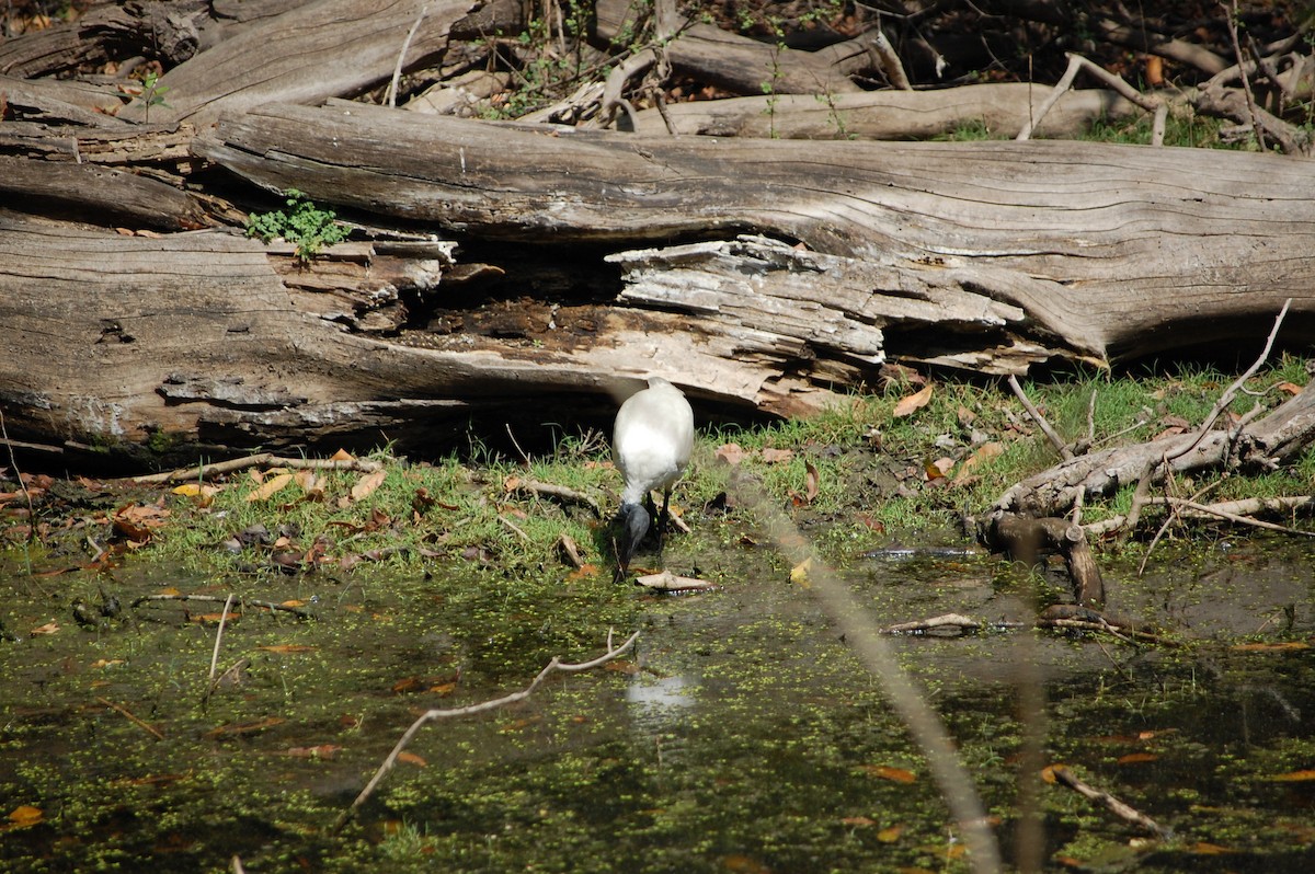 黑頭白䴉 - ML647117212