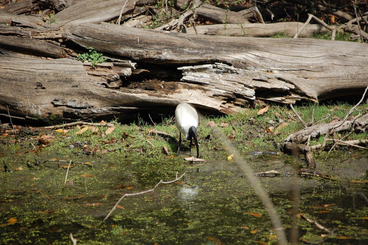 黑頭白䴉 - ML647117213