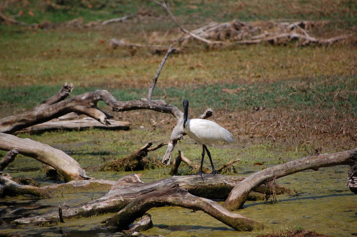 黑頭白䴉 - ML647117214