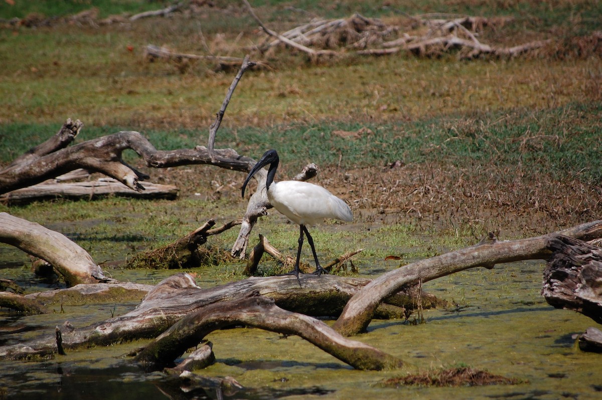 黑頭白䴉 - ML647117215