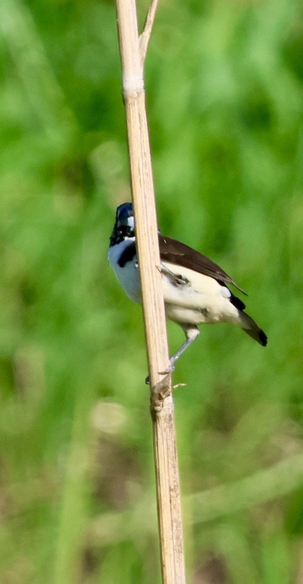 Magpie Mannikin - ML647117216