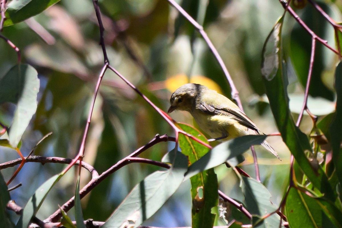 Weebill - ML647117217