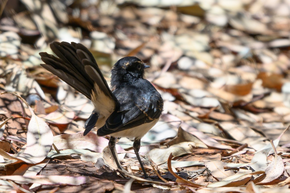 Willie-wagtail - ML647117218