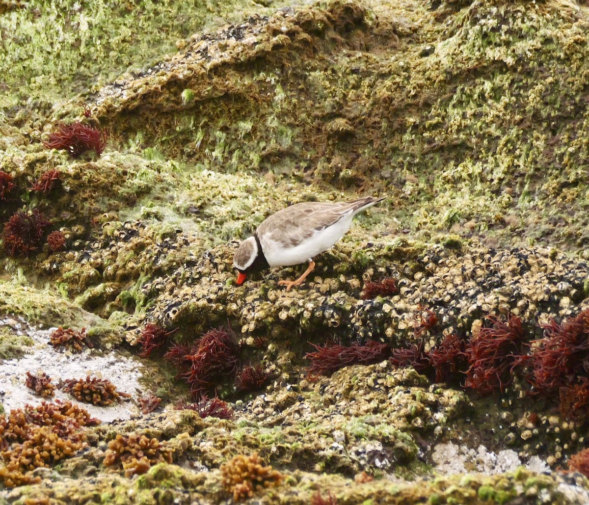 Shore Plover - ML647117219