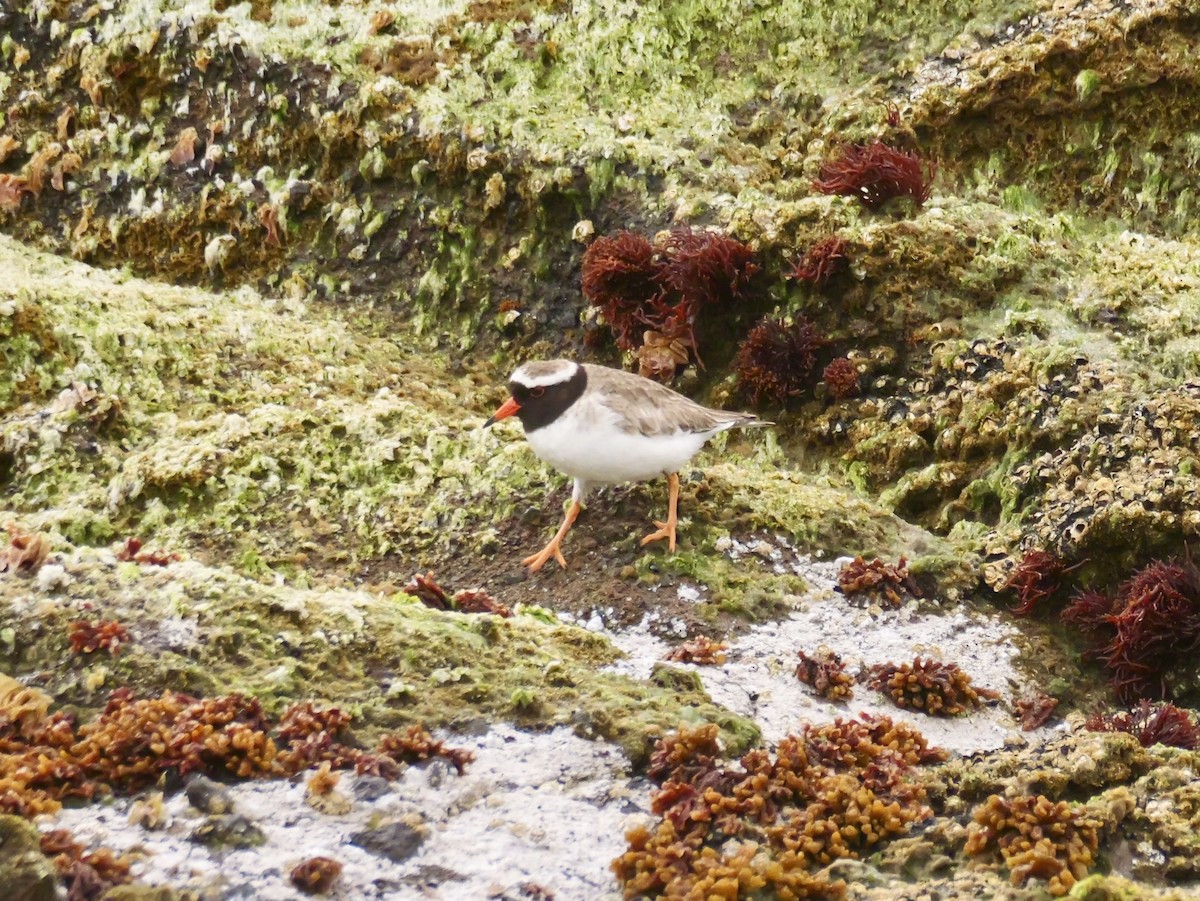 Shore Plover - ML647117220