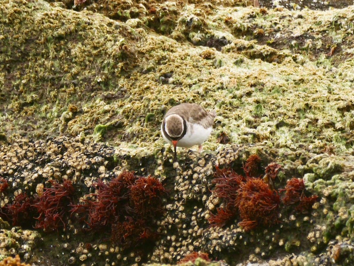 Shore Plover - ML647117221