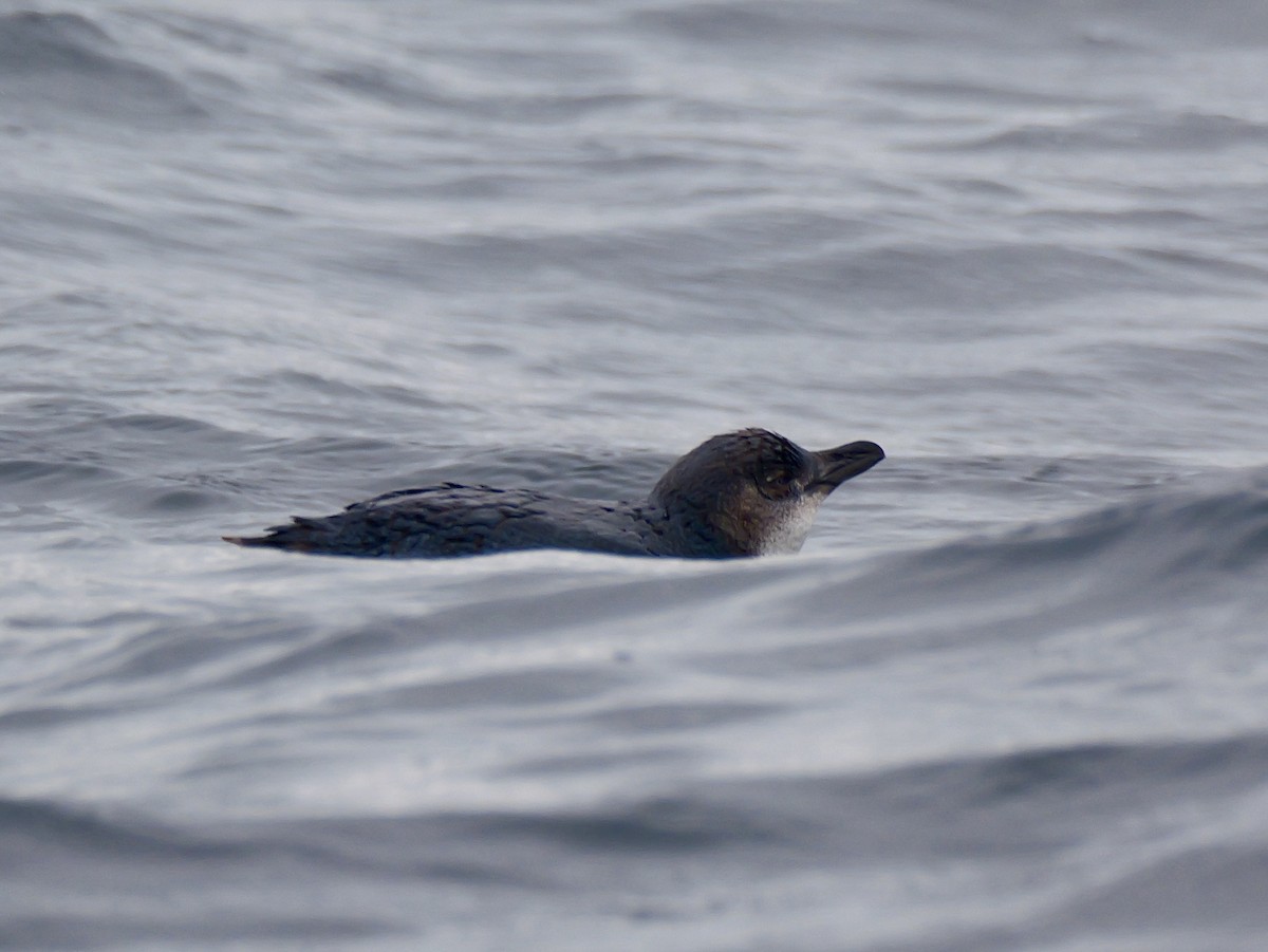 Little Penguin - ML647117222