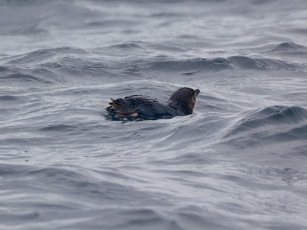 Little Penguin - ML647117223