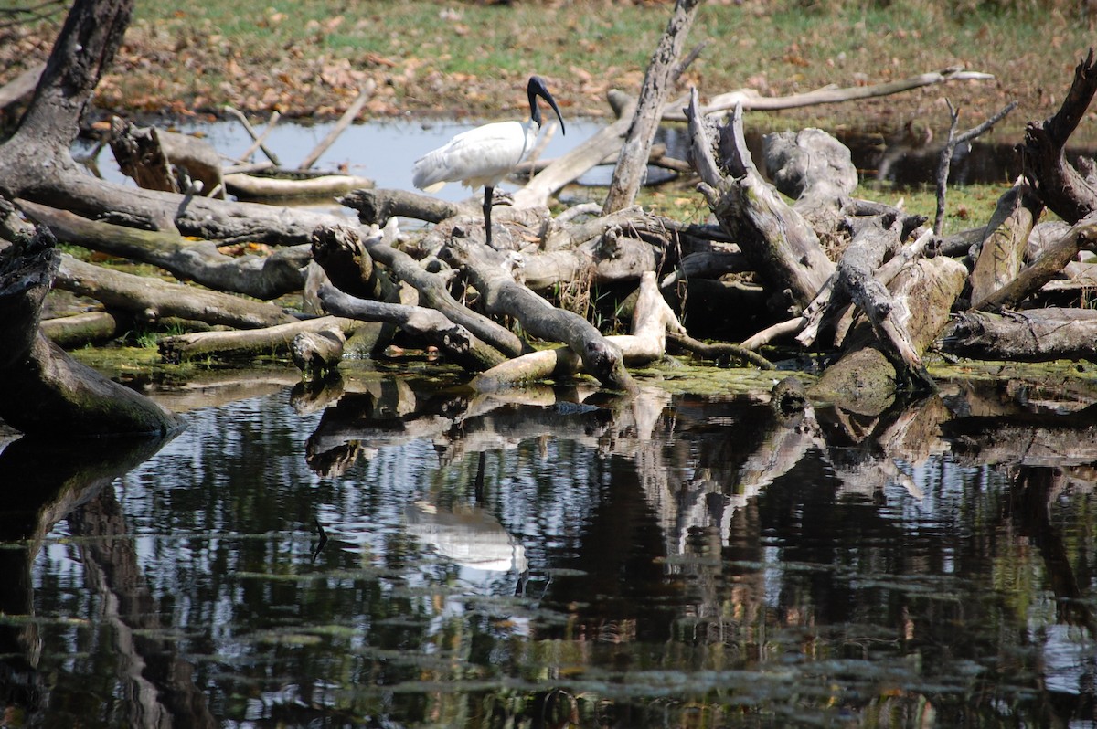 黑頭白䴉 - ML647117224