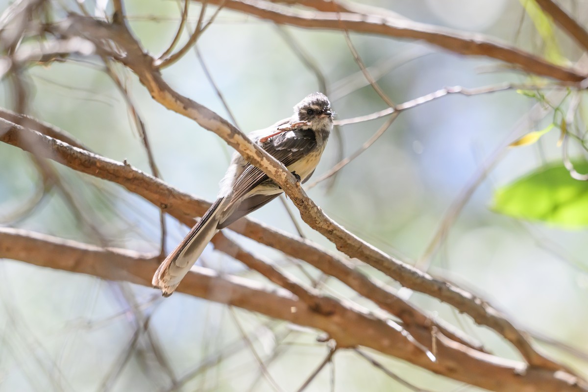 Gray Fantail - ML647117225