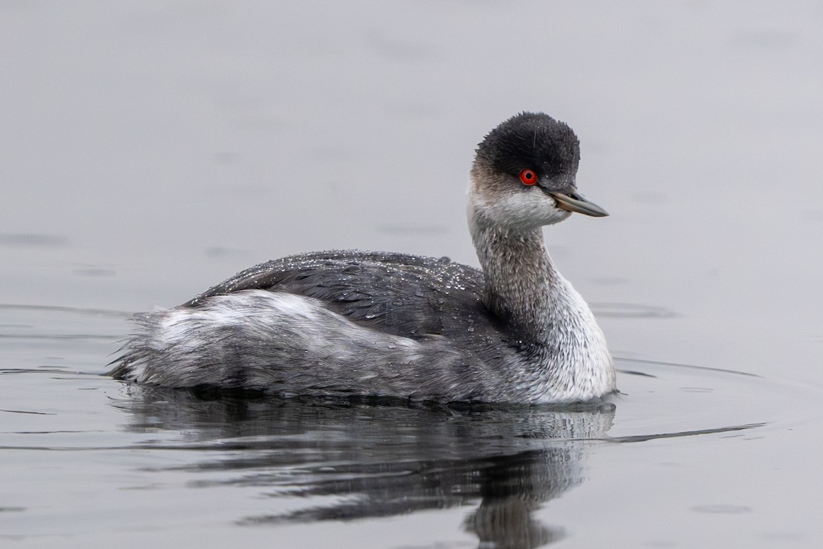 黑頸鸊鷉 - ML647117226