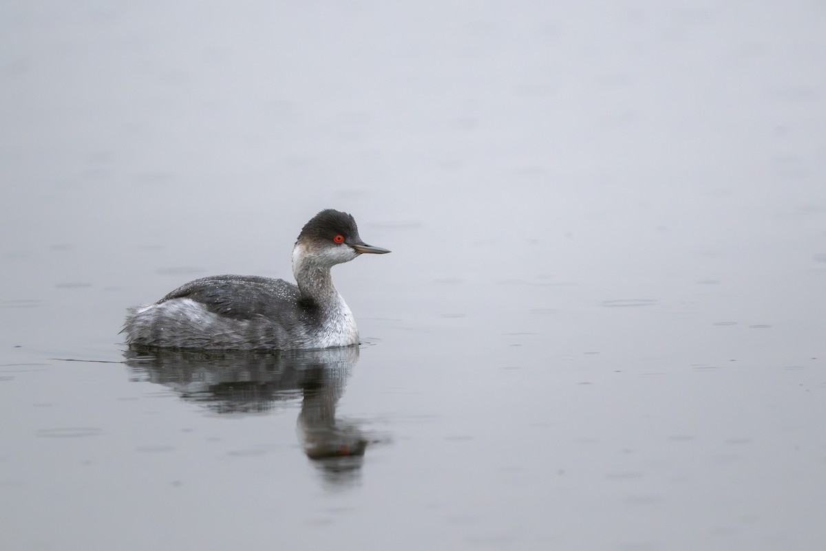 黑頸鸊鷉 - ML647117227