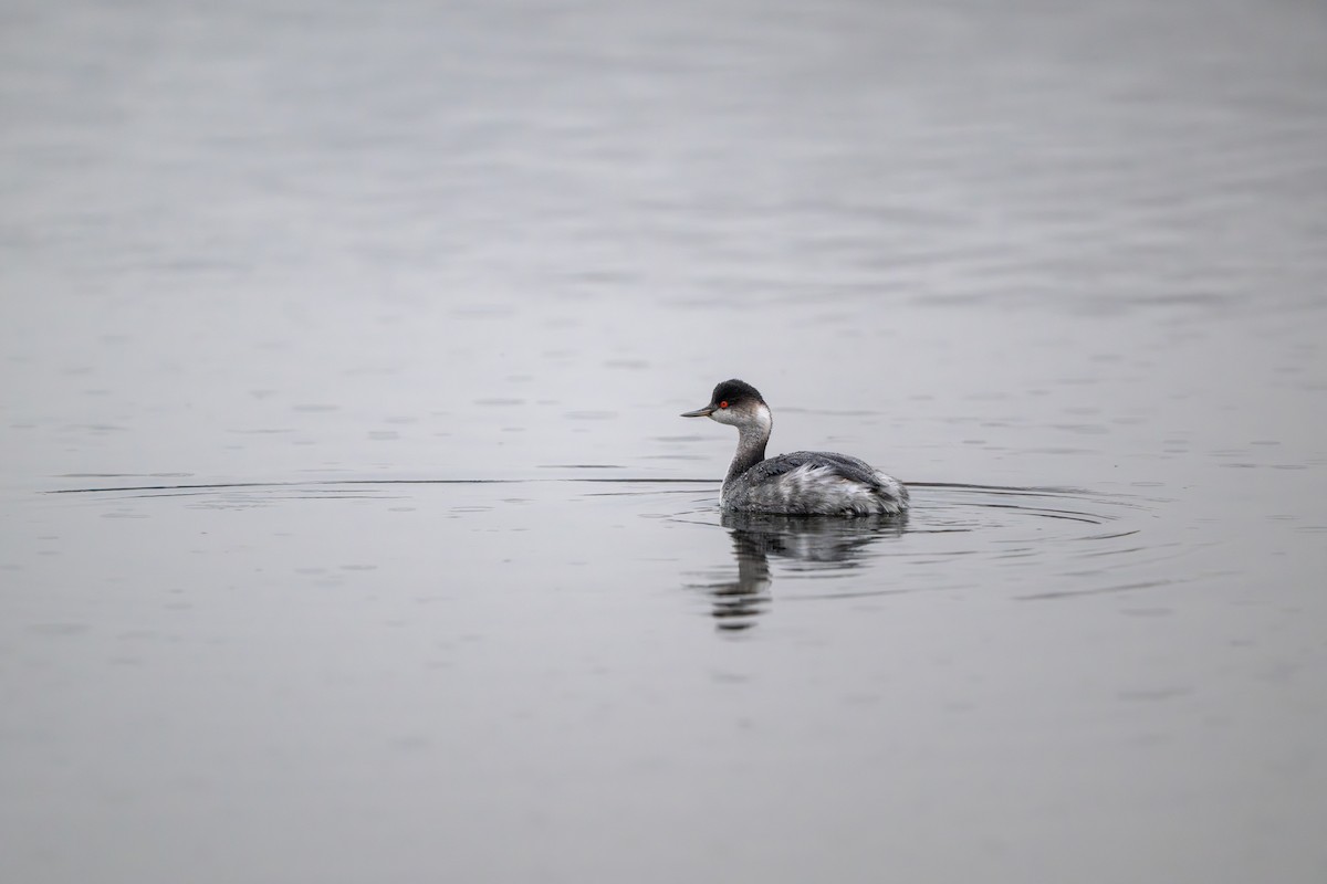 黑頸鸊鷉 - ML647117228