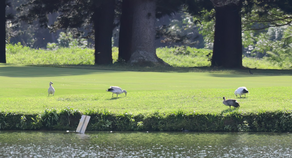 Snow Goose - ML647117230