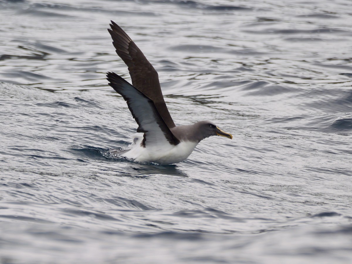 Buller's Albatross - ML647117231