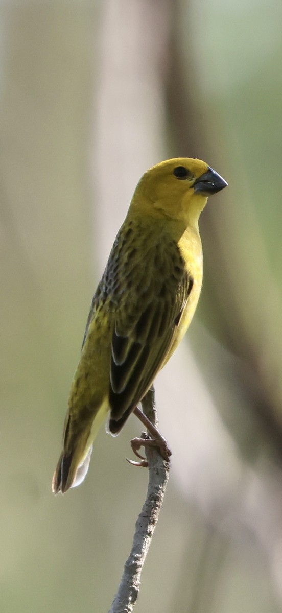 Anomalospize parasite - ML647117233