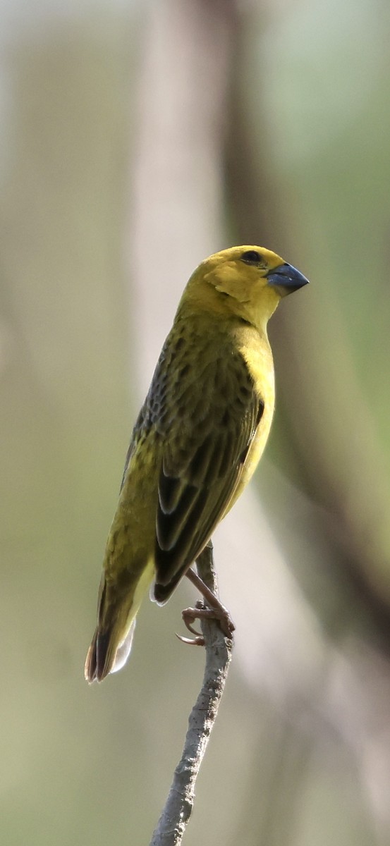 Anomalospize parasite - ML647117234