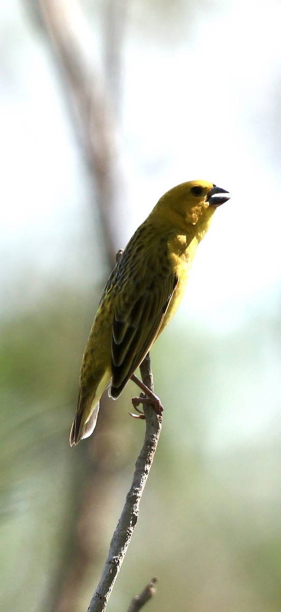 Anomalospize parasite - ML647117235