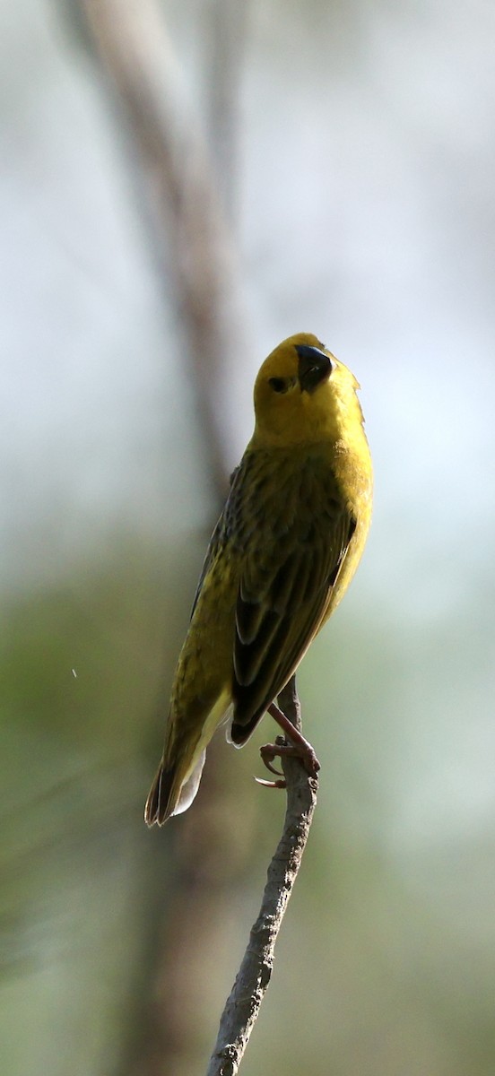 Anomalospize parasite - ML647117236