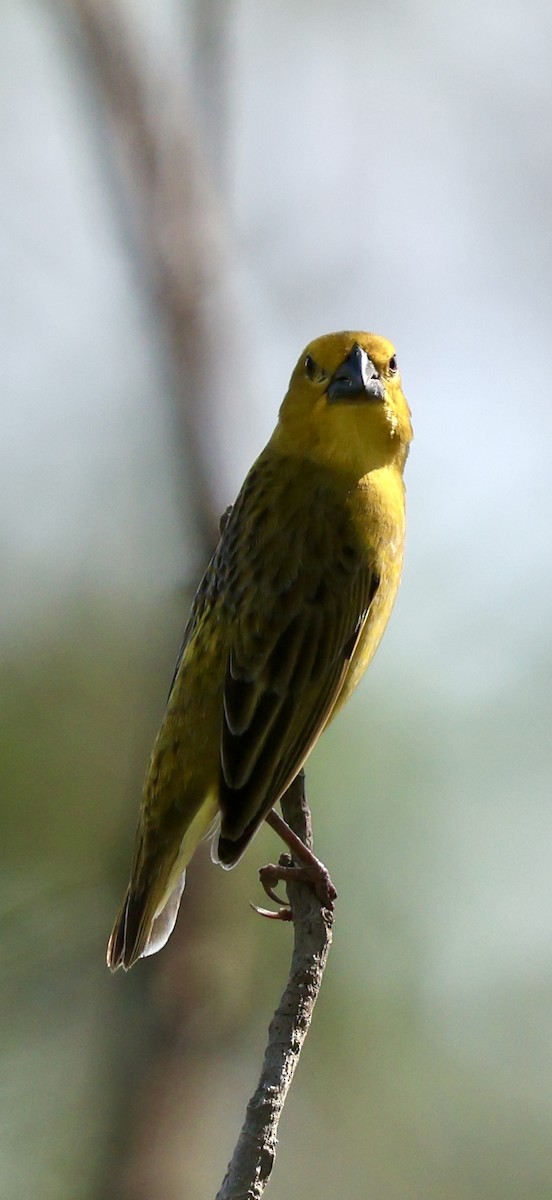 Anomalospize parasite - ML647117237